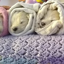 Samoyed Puppies from Pyles Of Smiles