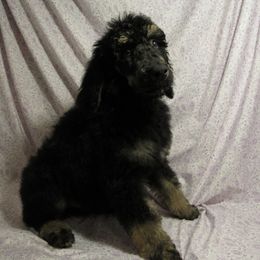 Aussiedoodle, Australian Shepherd, and Poodle Puppies from Kay Kay's Pupper Patch