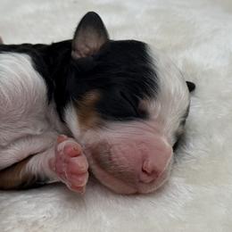 Tricolor Girl 2 - Tri-color female Bernedoodle puppy in Montverde, Florida from Central Florida Bernedoodles