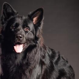 Macho - German Shepherd