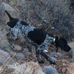 German Shorthaired Pointers from Stone Face Kennels