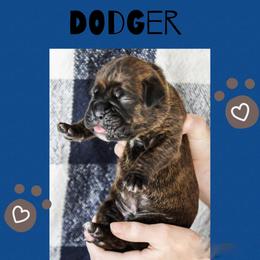 Dodger - Brindle male Boxer puppy in Perry, Michigan from Boxer Boulevard