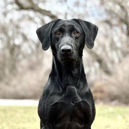 Labrador Retriever All Grown Up from Southfork Retrievers