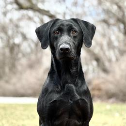 Labrador Retriever All Grown Up from Southfork Retrievers