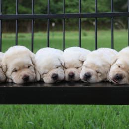 Boy 1 - Yellow male Labrador Retriever puppy in Conroe, Texas from Pride Rock Labradors