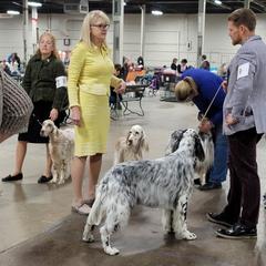 English Setter Puppies from BIRDHAVEN
