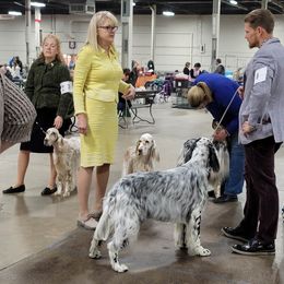 English Setter Puppies from BIRDHAVEN