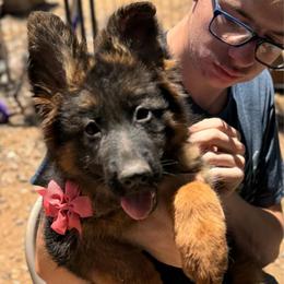 BB Litter orange collar - Black and red female German Shepherd puppy in Wickenburg, Arizona from Vom AshtonHaus German Shepherds