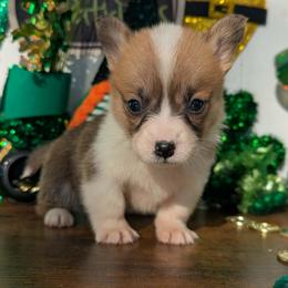 Olive - Red female Pembroke Welsh Corgi puppy in Columbus, Ohio from Rose Water Corgis in Ohio