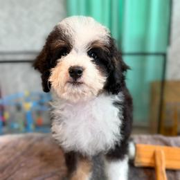 Éclaire - In Training - Tri-color female Bernedoodle puppy in Youngstown, Florida from Wonderland’s Boujie Kennels