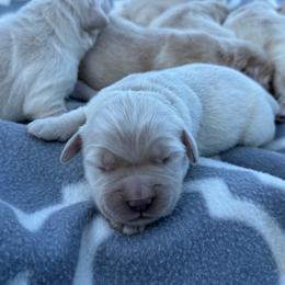 Girl 2 - Light golden female Golden Retriever puppy in Tonasket, Washington from Denzil’s Goldens