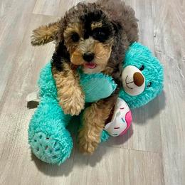 Lite Pink Collar - Blue merle female Bernedoodle puppy in Port Charlotte, Florida from Islands Wheatens and Poodles