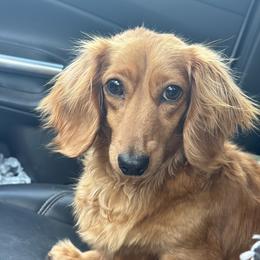 Honey - Dachshund