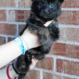 Boy 1 - Black and red male German Shepherd puppy in Mount Vernon, Missouri from German Haus German Shepherds LLC