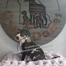 Purple Collar - Harlequin female Great Dane puppy in Alton, Illinois from Show Me Great Danes and Basset Hounds