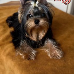 Willow - Yorkshire Terrier