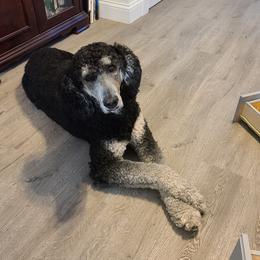 Zeus - Poodle