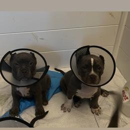 American Bully Puppies from M&M XL Bully Kennel
