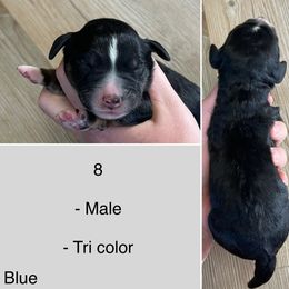 Leo - Tri-color male Bernedoodle puppy in Kenyon, Minnesota from Country Breeze Doodles & Poodles