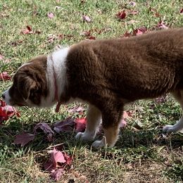 Border Collie Puppies from Gold Creek Ranch Border Collies