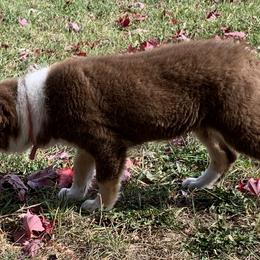 Border Collie Puppies from Gold Creek Ranch Border Collies