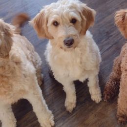 Goldendoodles from Dogwalk Doodles