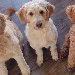 Goldendoodles from Dogwalk Doodles