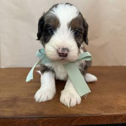 Romeo - Blue merle male Aussiedoodle puppy in Eastland, Texas from H5 Mini Doodles