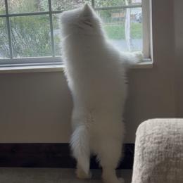 Samoyed Puppies from Sugar Sweet Samoyeds
