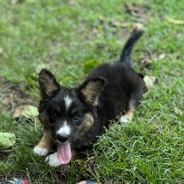 Dash Fluffy - Black and white male Cardigan Welsh Corgi puppy in Hope, Arkansas from Foxy Knoll Farm