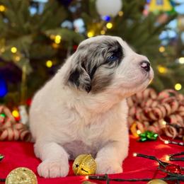 Topaz - Blue merle and white male Sheepadoodle puppy in Tahlequah, Oklahoma from Mulberry Ridge Doodles