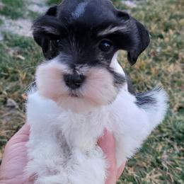 Clementine - Parti female Miniature Schnauzer puppy in Saratoga Springs, Utah from Happy Beard Schnauzers