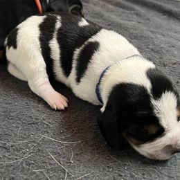 Blue - Black tan and bluetick female Beagle puppy in Jasper, Texas from Beech Grove Beagles