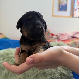 Olive - Phantom female Poodle puppy in Haines City, Florida from Noelle Poodles