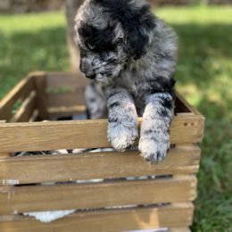 Sheepadoodle Puppies from Primrose Cottage Puppies
