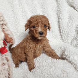 Red - Red  female Goldendoodle puppy in Cumming, Georgia from Chattahoochee Kennels