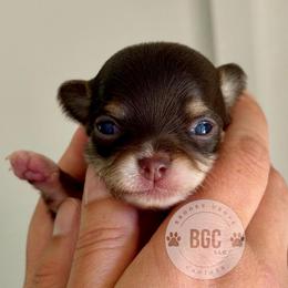 Spark - Chocolate and tan female Chihuahua puppy in Forsyth, Georgia from Brooks Grove Canines LLC