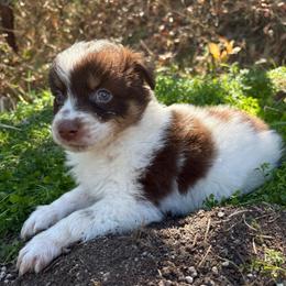 Cash - Red tri-color male Australian Shepherd puppy in Grants Pass, Oregon from Carmel Mountain Aussies