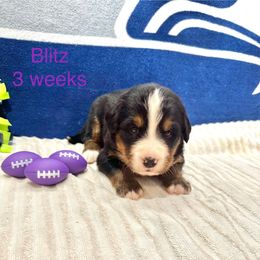 Blitz- Purple Collar - Black rust and white female Bernese Mountain Dog puppy in Ravensdale, Washington from Raven Rock Puppies