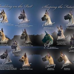 Great Dane All Grown Up from MoonRiver Danes