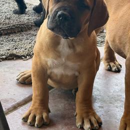 Noble (grey) - Fawn female Boerboel puppy in Delta, Colorado from SATA Kennels