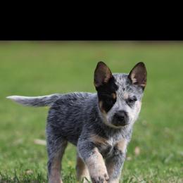 Queen Boy 5 - Blue speckled male Australian Cattle Dog puppy in Monroe, Louisiana from The Sweet Kennels