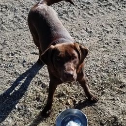 Labrador Retrievers from Carter's Pointing Labs