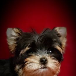 Yorkshire Terrier Puppies from Little Angel Yorkies