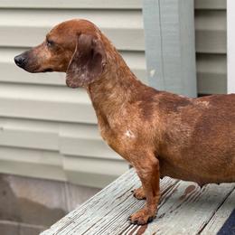 Winny - Dachshund