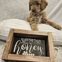 Goldendoodle Puppies from Pemberley Puppies