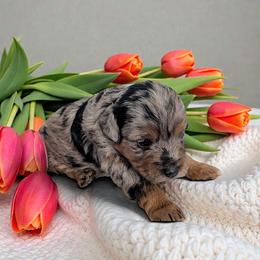 Girl 3 - Blue merle female Aussiedoodle puppy in Sparta, Missouri from Sis' Doodles & Poodles