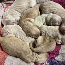 Girl 1 - Golden female Golden Retriever puppy in Tonasket, Washington from Denzil’s Goldens