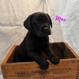 Max - Black female Labrador Retriever puppy in Farmington, Missouri from Granite Creek Kennel