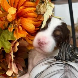 Cedar - Brown and white male Bernedoodle puppy in Gilbert, Arizona from The Berne Barn... it’s a Doodle thing!